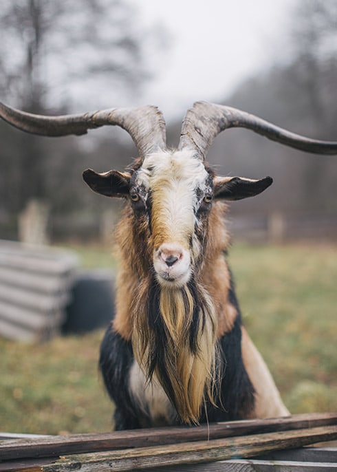 Co ochutnáte - Zikmundov